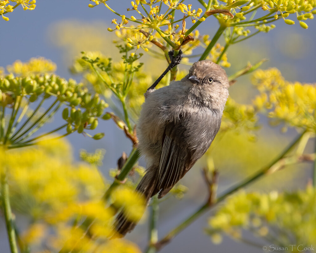American Bushtit
