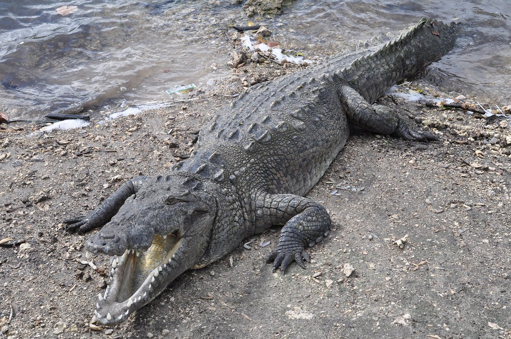 American Crocodile