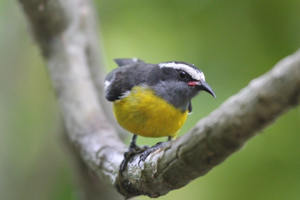 Bananaquit