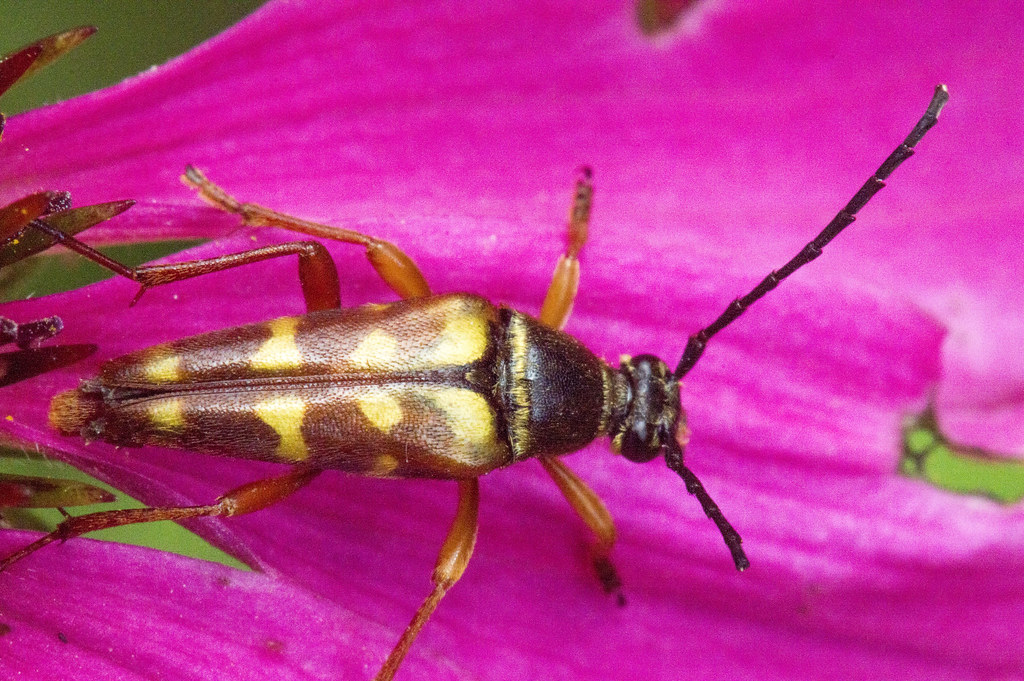 Black and Yellow Longhorn Beetle