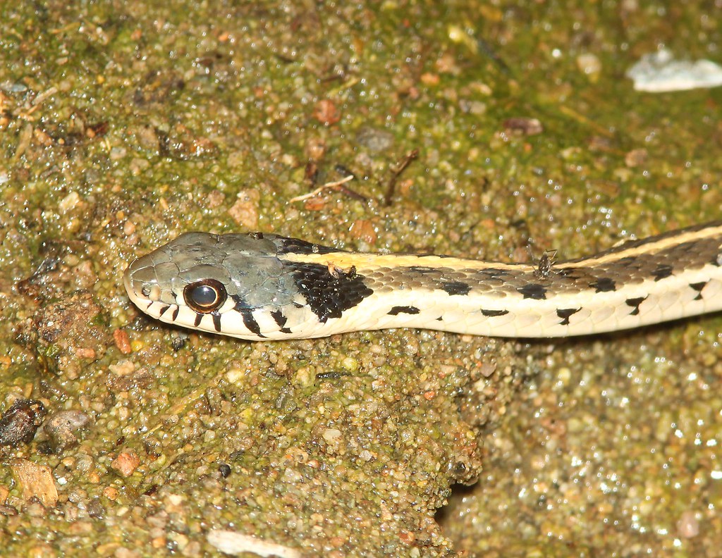 Black-Neck Garter Snake