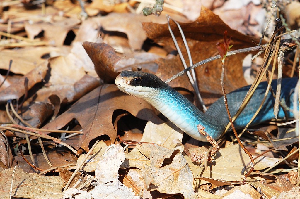 Blue Racer Snake