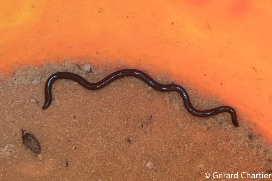 Brahminy Blindsnake - Types of Snakes in Egypt