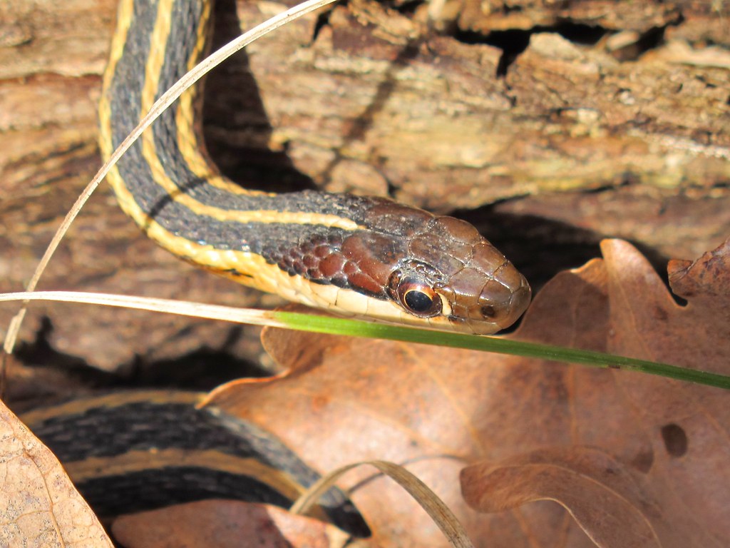 Butler's Garter Snake