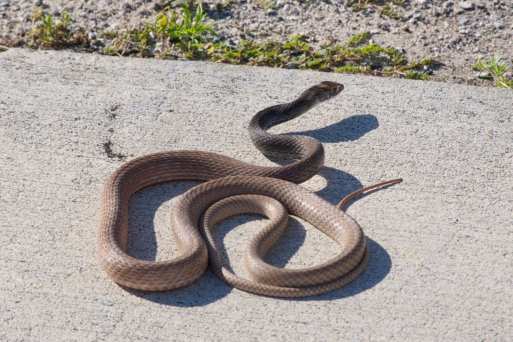 Coachwhip Snake - Different Types of Snakes In Arizona