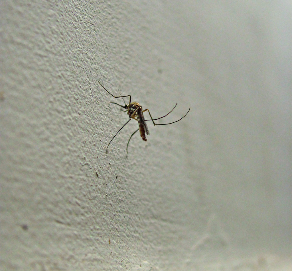 Common House Mosquito