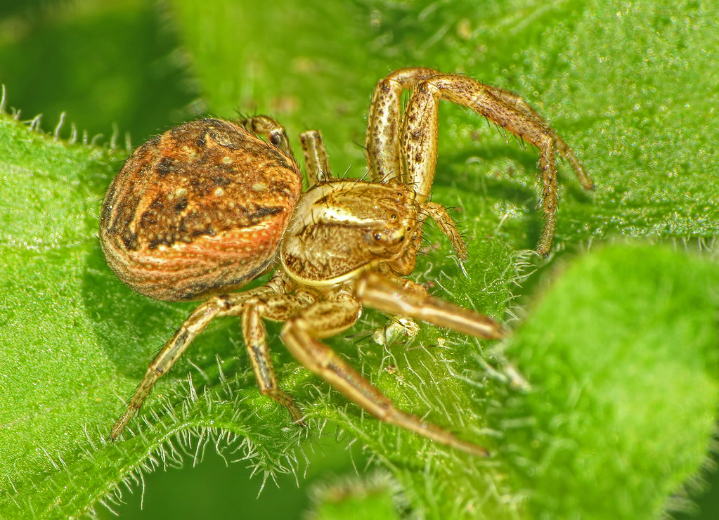 Crab Spiders