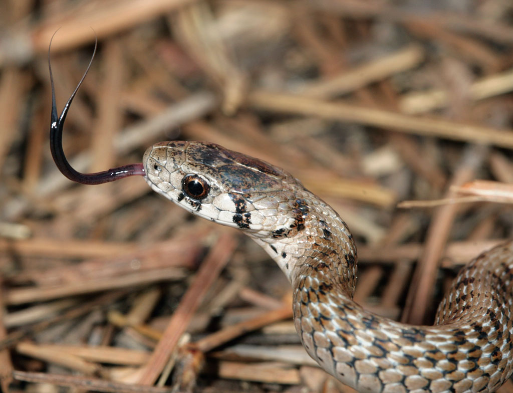 Dekay’s Brown Snake