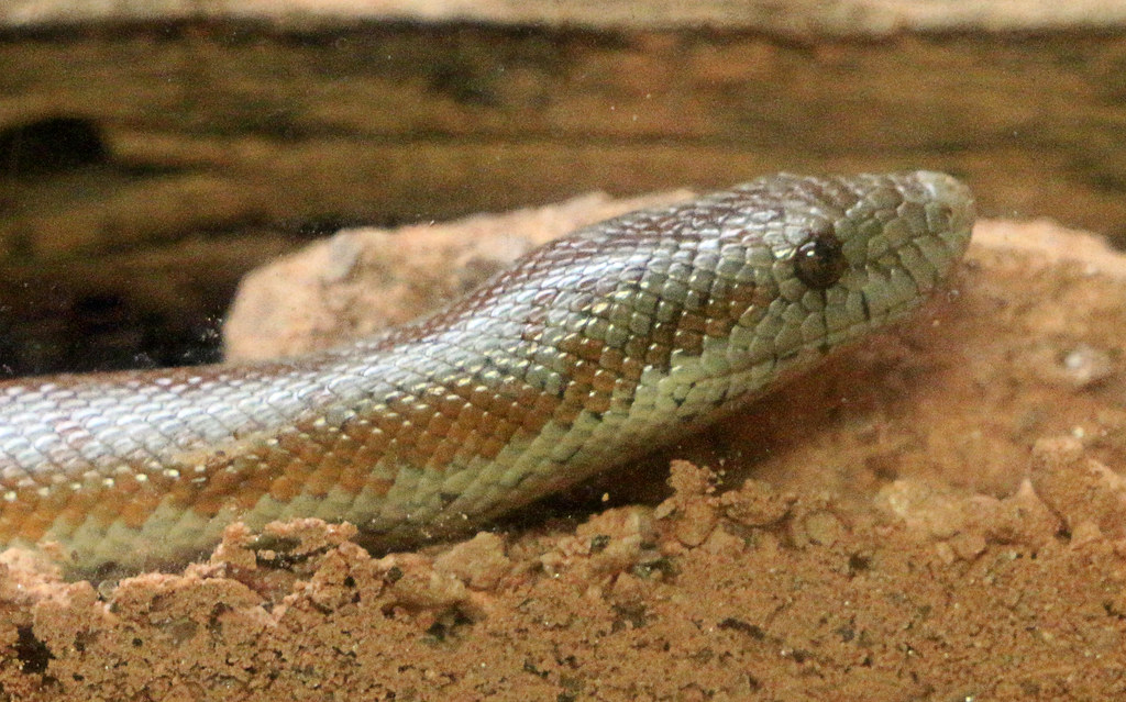 Desert Rosy Boa Snake