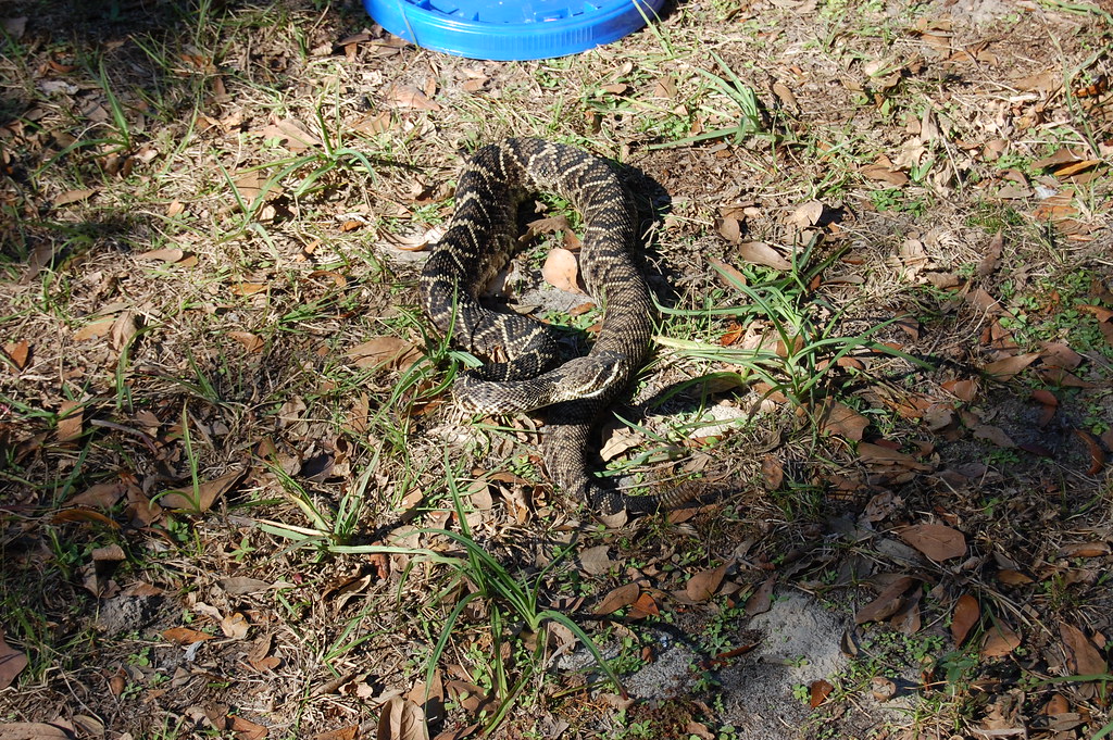 Diamondback Rattlesnakes
