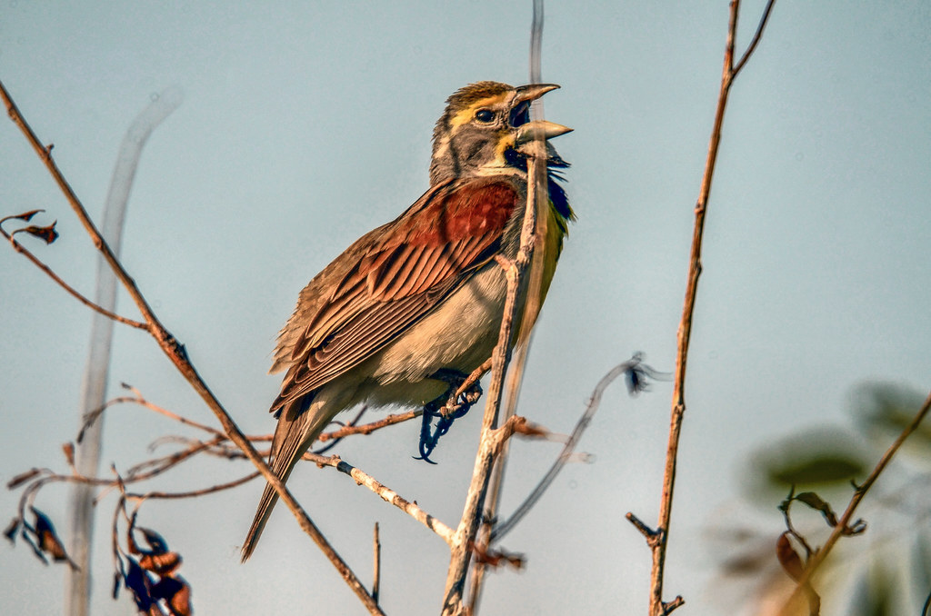 Dickcissel
