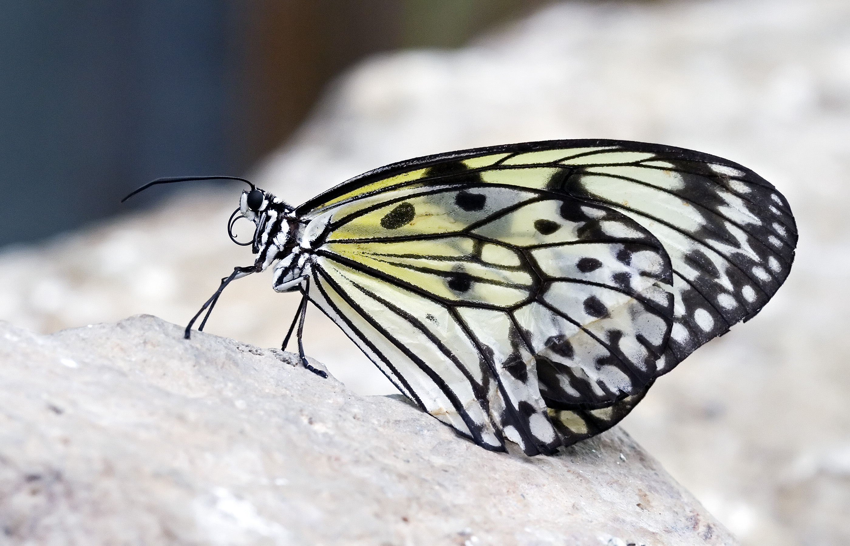 Electra's Tree-nymph