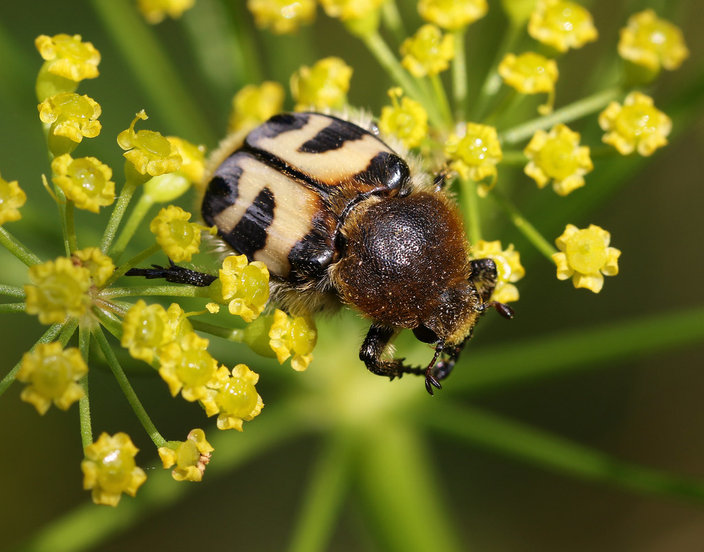 Eurasian Bee Beetle 