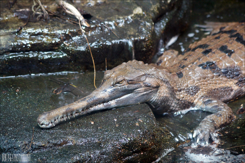 False Gharial