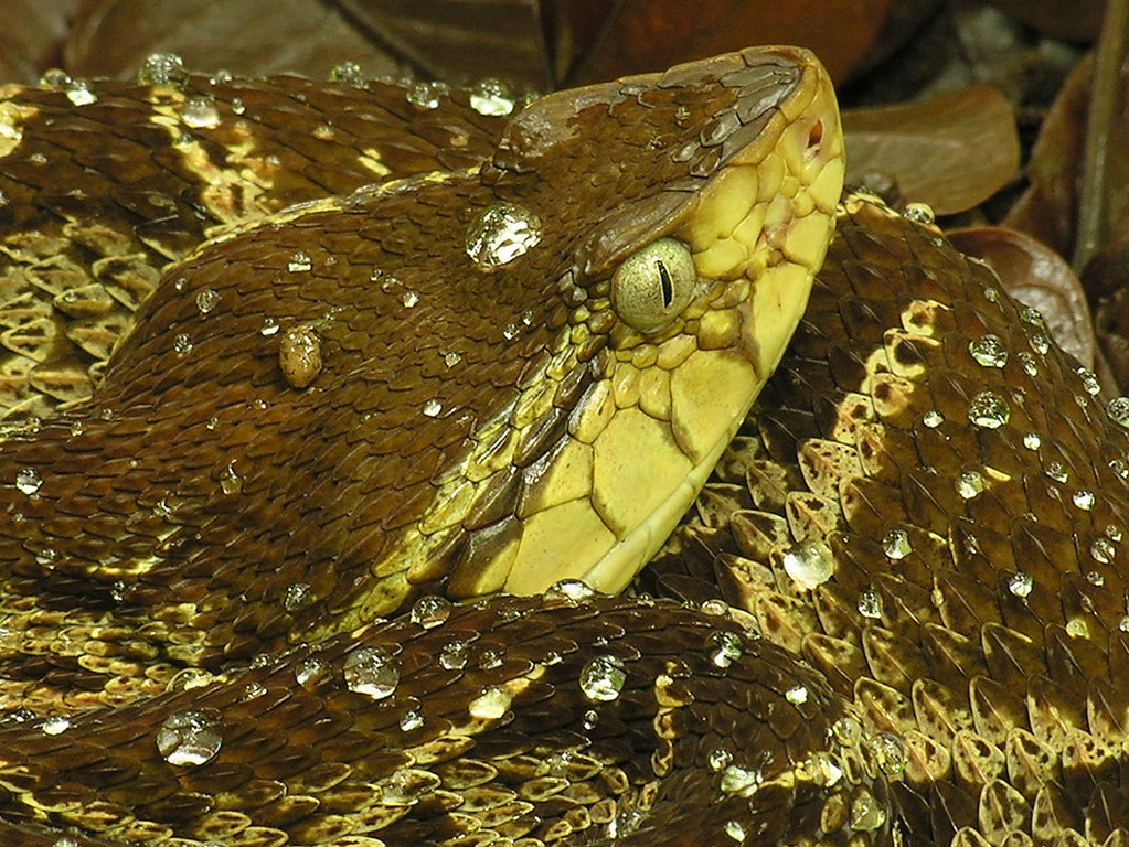 Fer-de-Lance