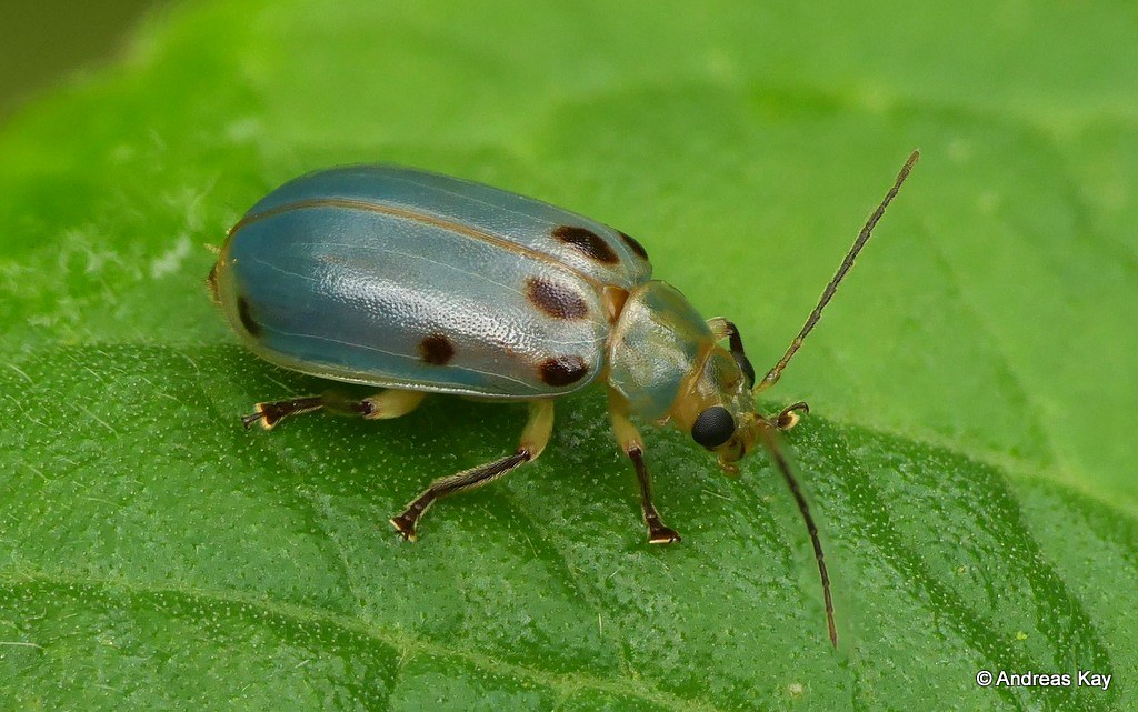 Galerucinae