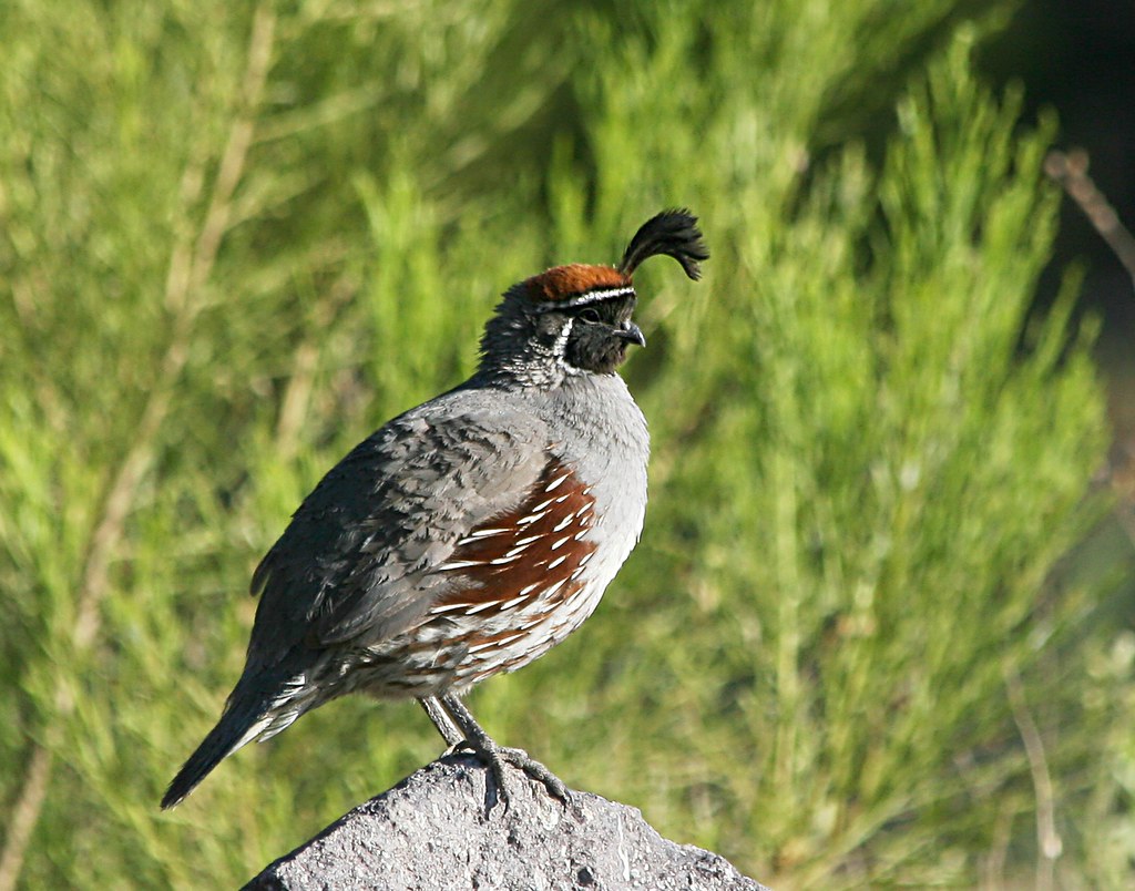 Gambel's quails