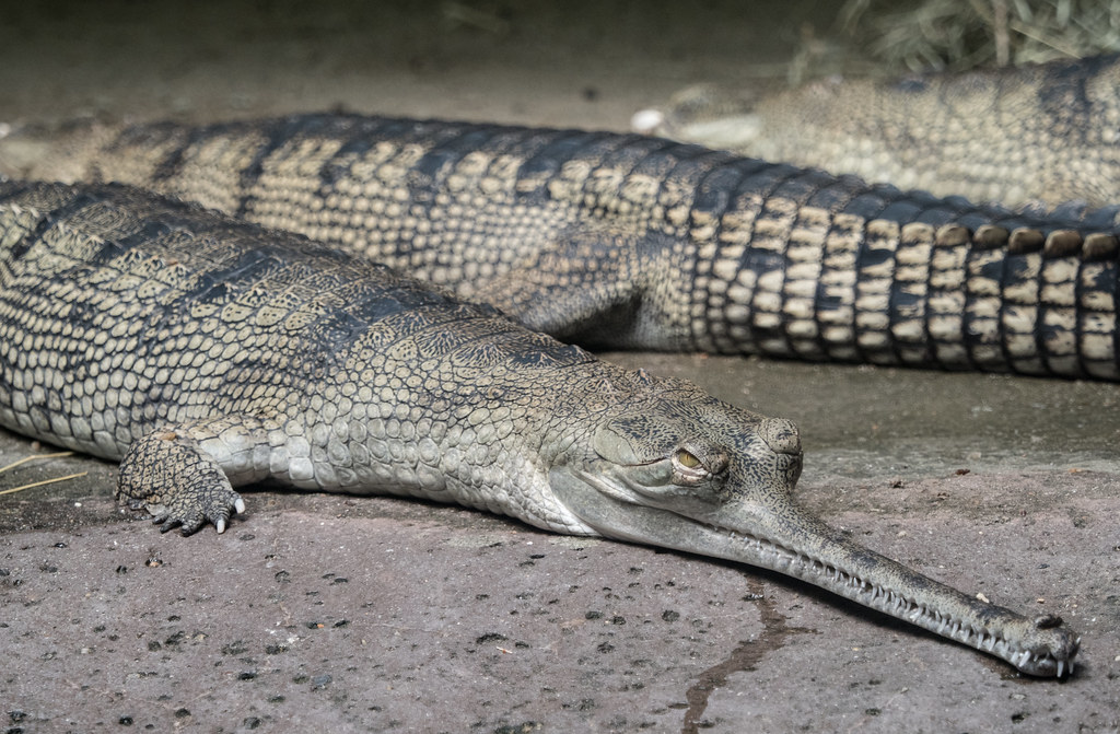 Gharial - Largest Reptiles in the World