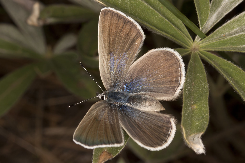 Gossamer-Winged Butterflies