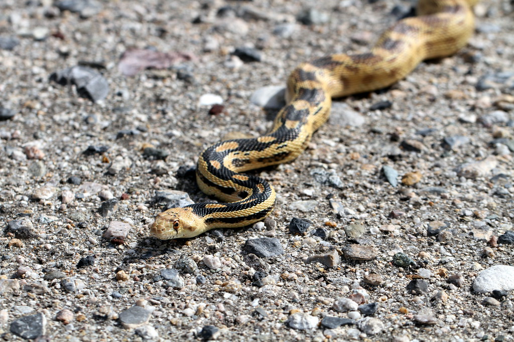 Great Basin Gopher Snake - Types of snakes in colorado