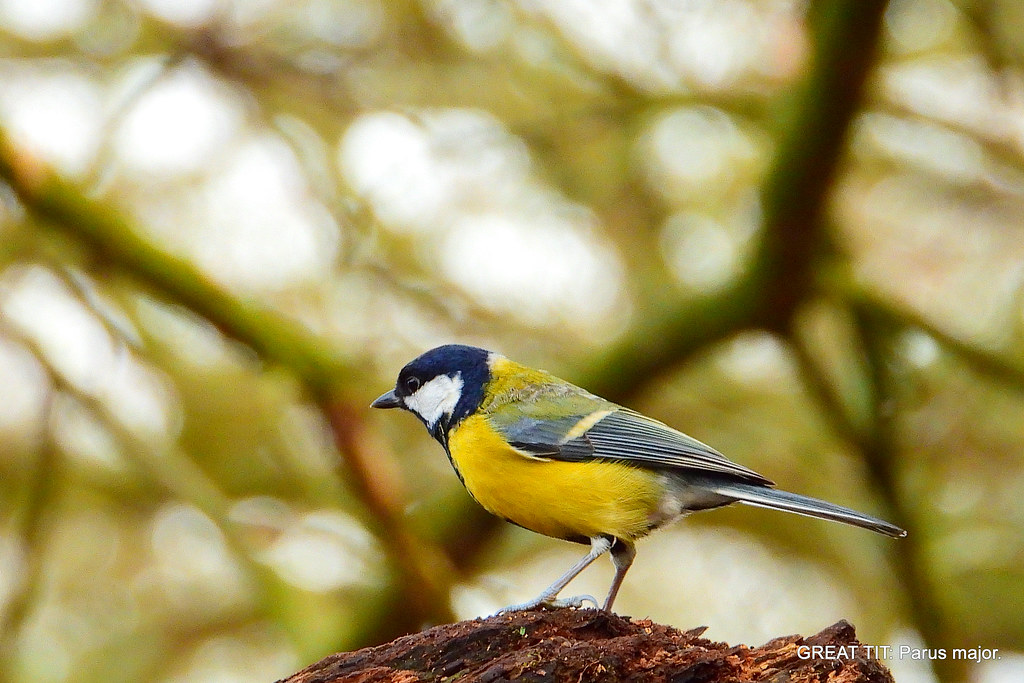 Great Tit