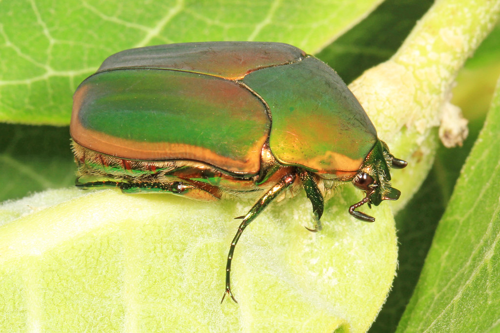 Green June Beetle
