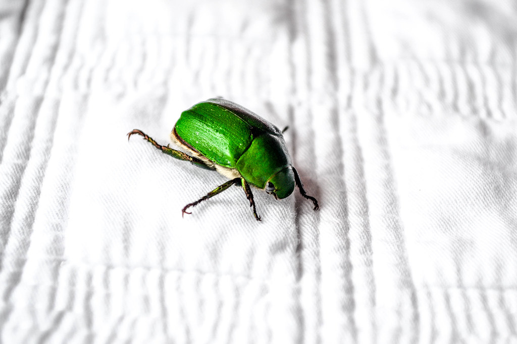 Green Scarab Beetle