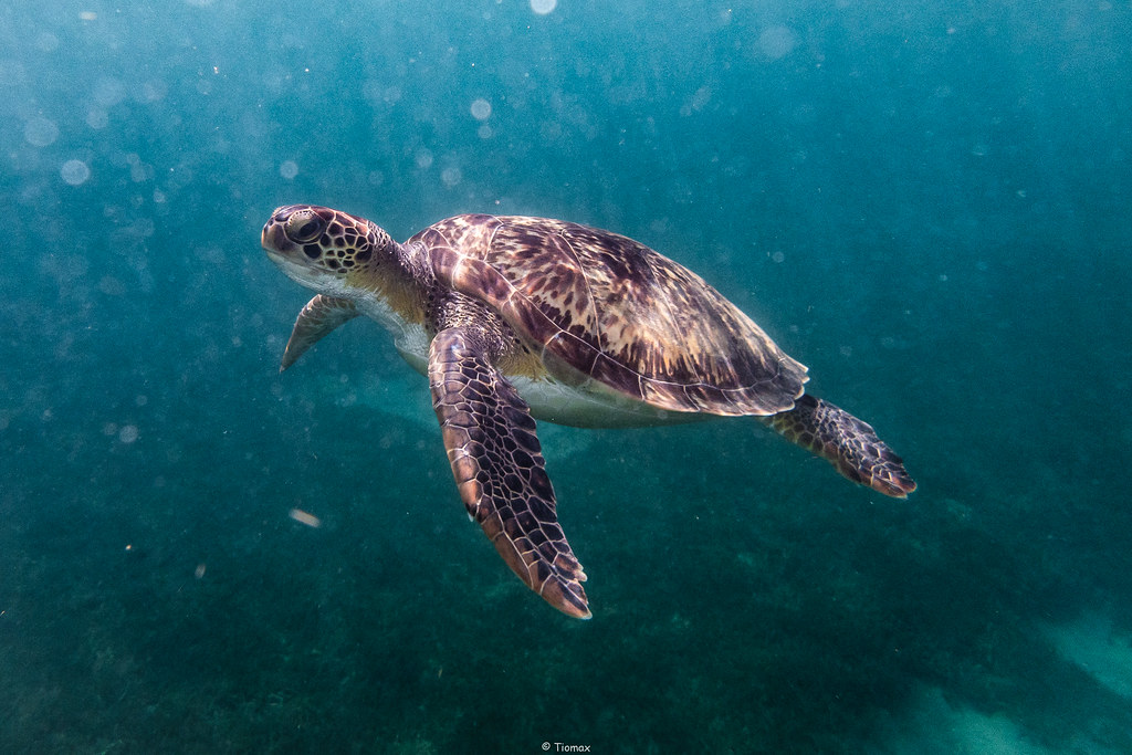 Green Sea Turtle