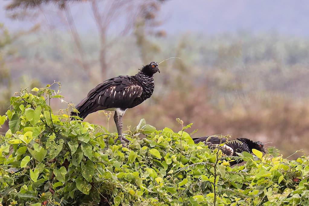 Horned Screamer
