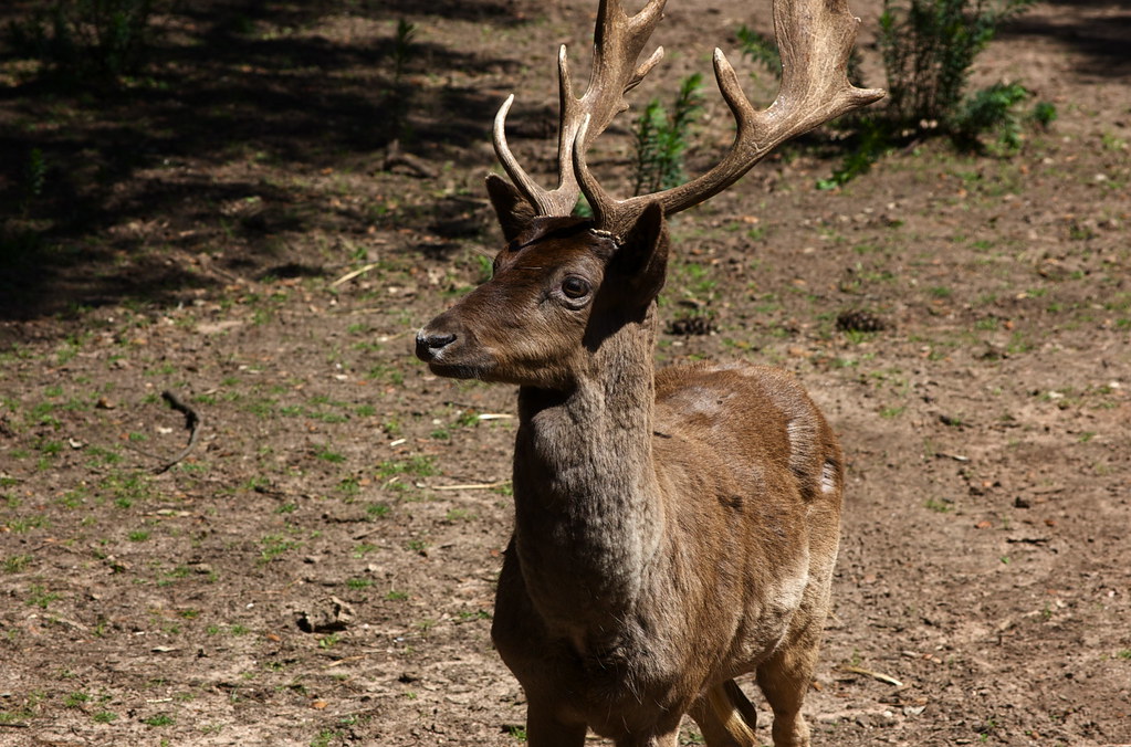 Iberian Red Deer