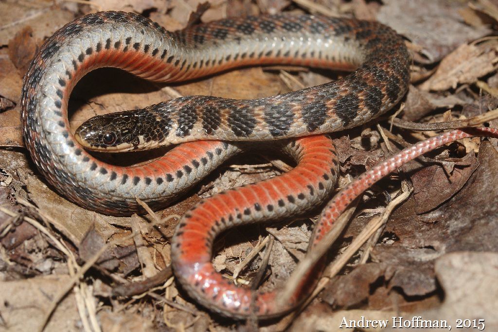 Kirtland's Snake - Different Types of Snakes in Michigan
