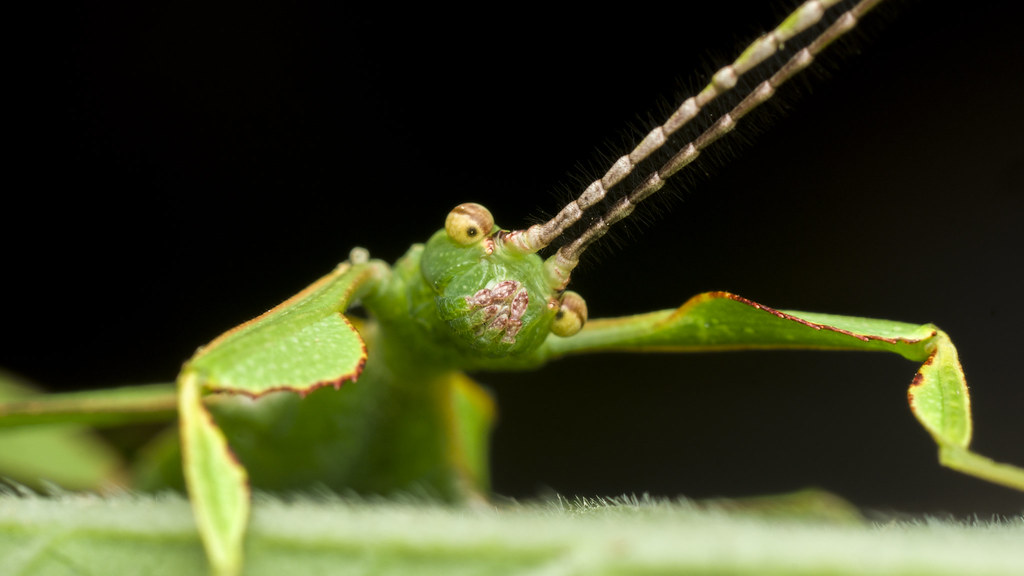 Leaf Insect