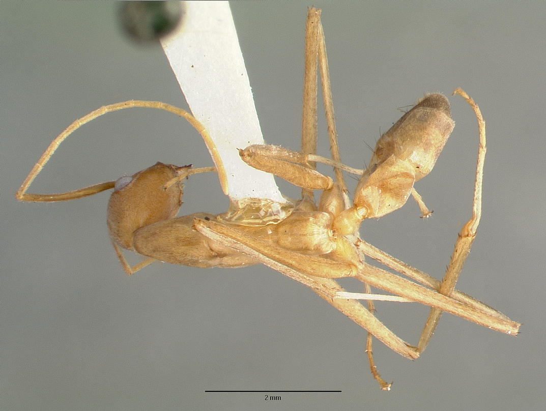 Leptomyrmex Fragilis