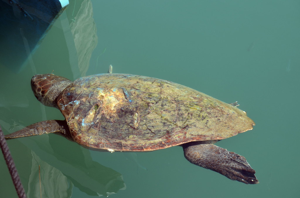 Loggerhead Sea Turtle