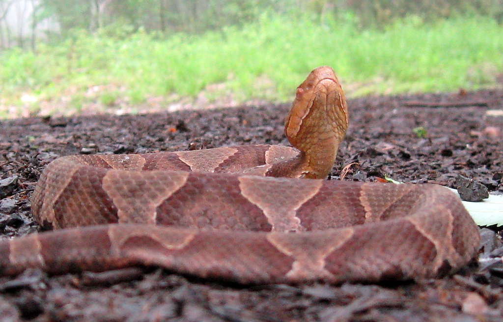 Northern Copperhead - Different Types of Snakes in Massachusetts