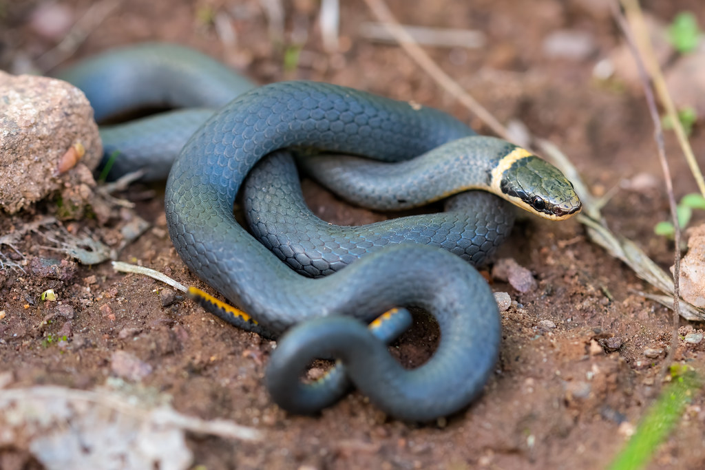 Northern Ringneck Snake