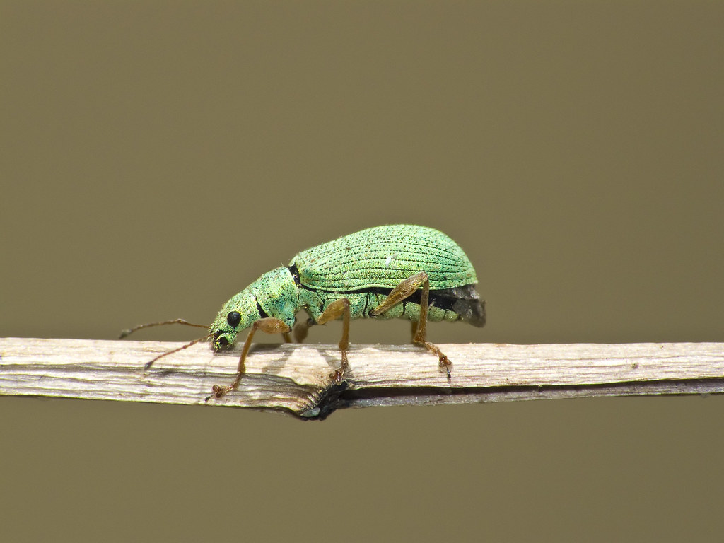 Pale Green Weevil Beetle