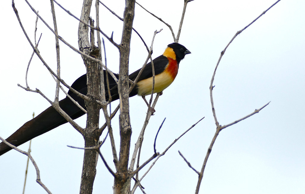 Paradise Whydah
