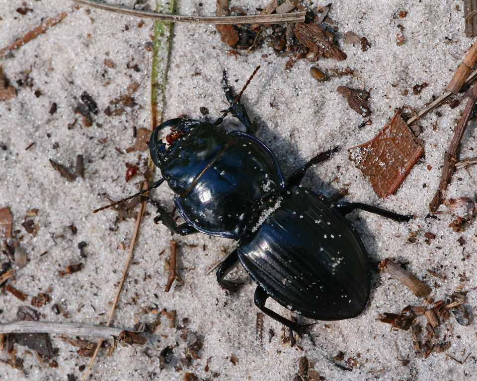 Pedunculate Ground Beetle