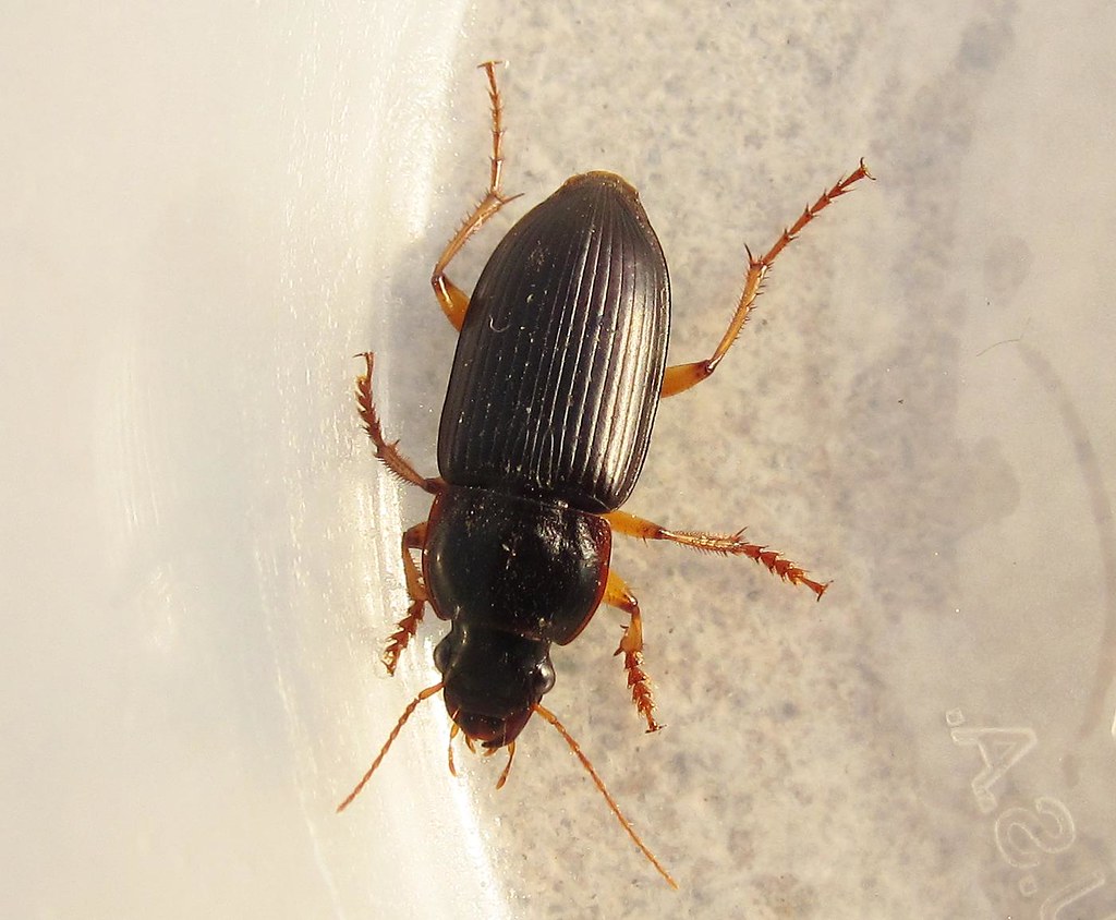 Pennsylvania Ground Beetle