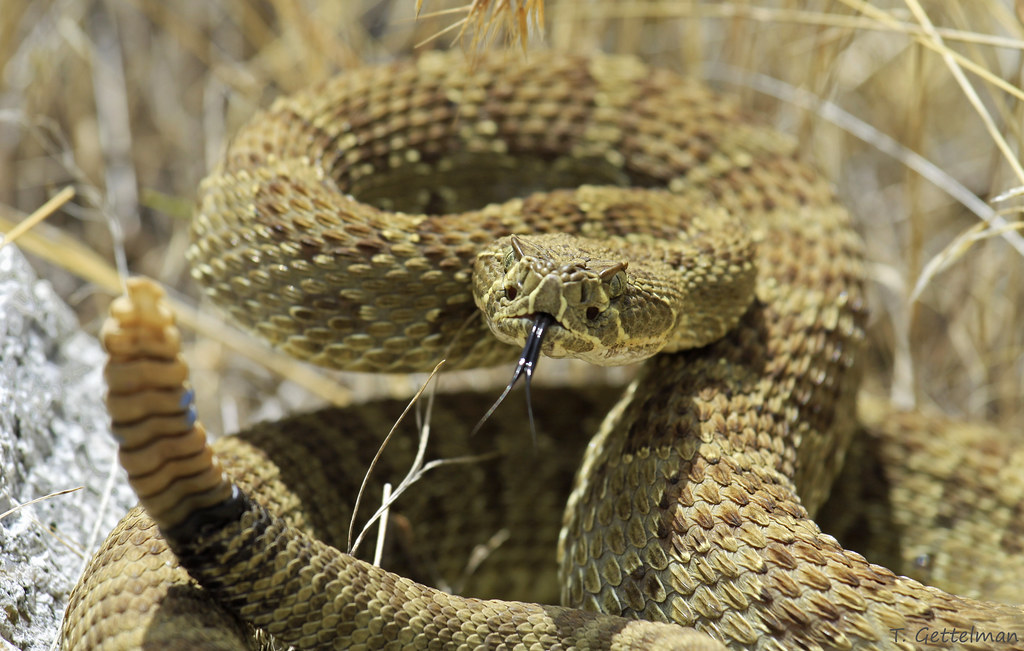 Prairie Rattlesnake - Different Types of Snakes in Montana 