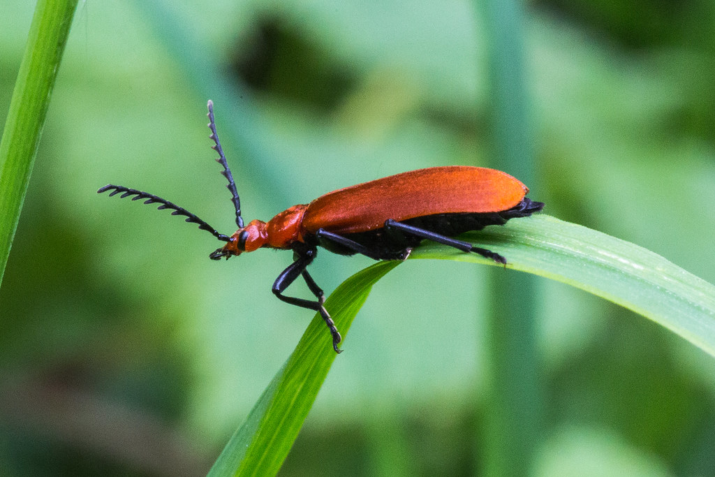 Red-Headed Cardinal Beetle 