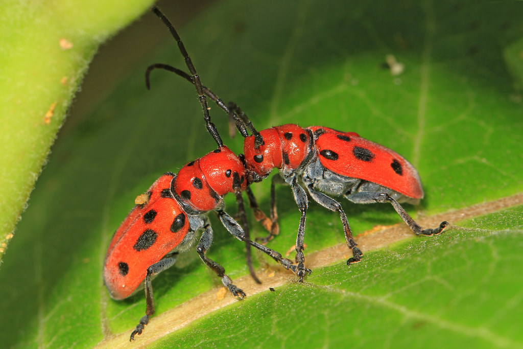 Red Milkweed Beetle 