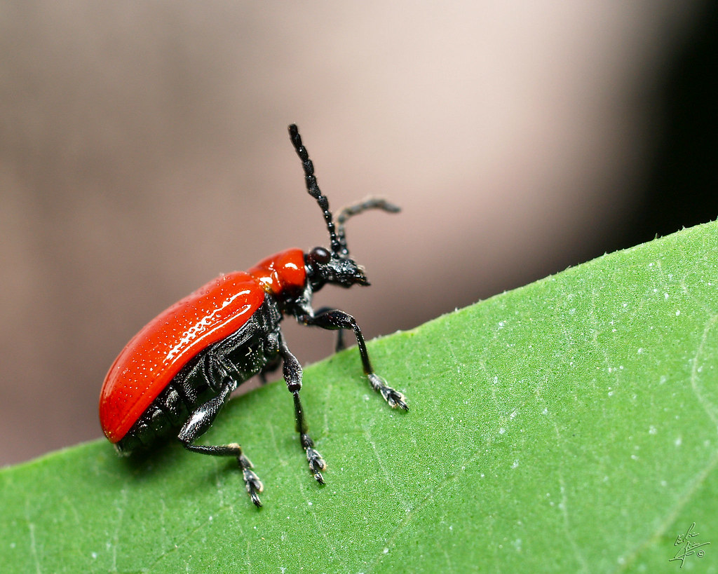 Red (Scarlet) Beetle / Lily Beetle