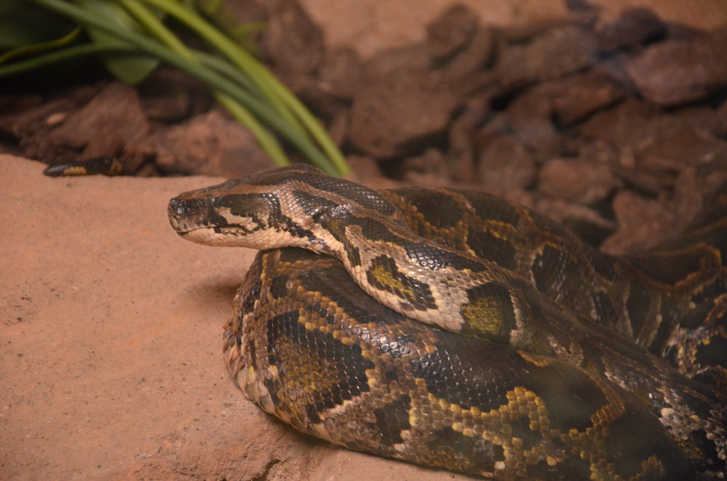 Reticulated Python - Largest Reptiles in the World