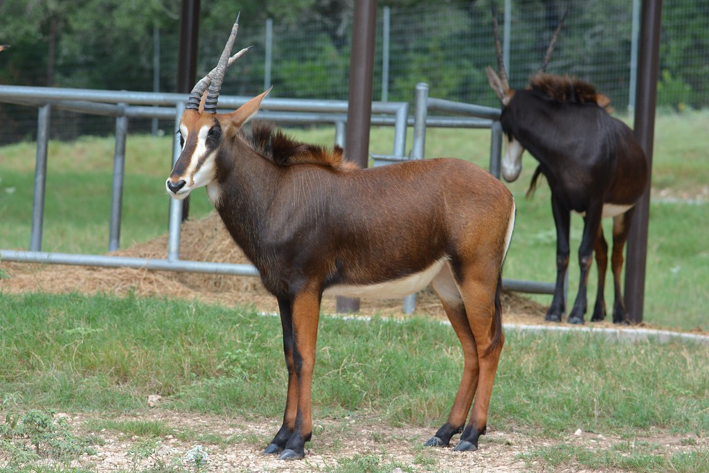 Sable Antelope