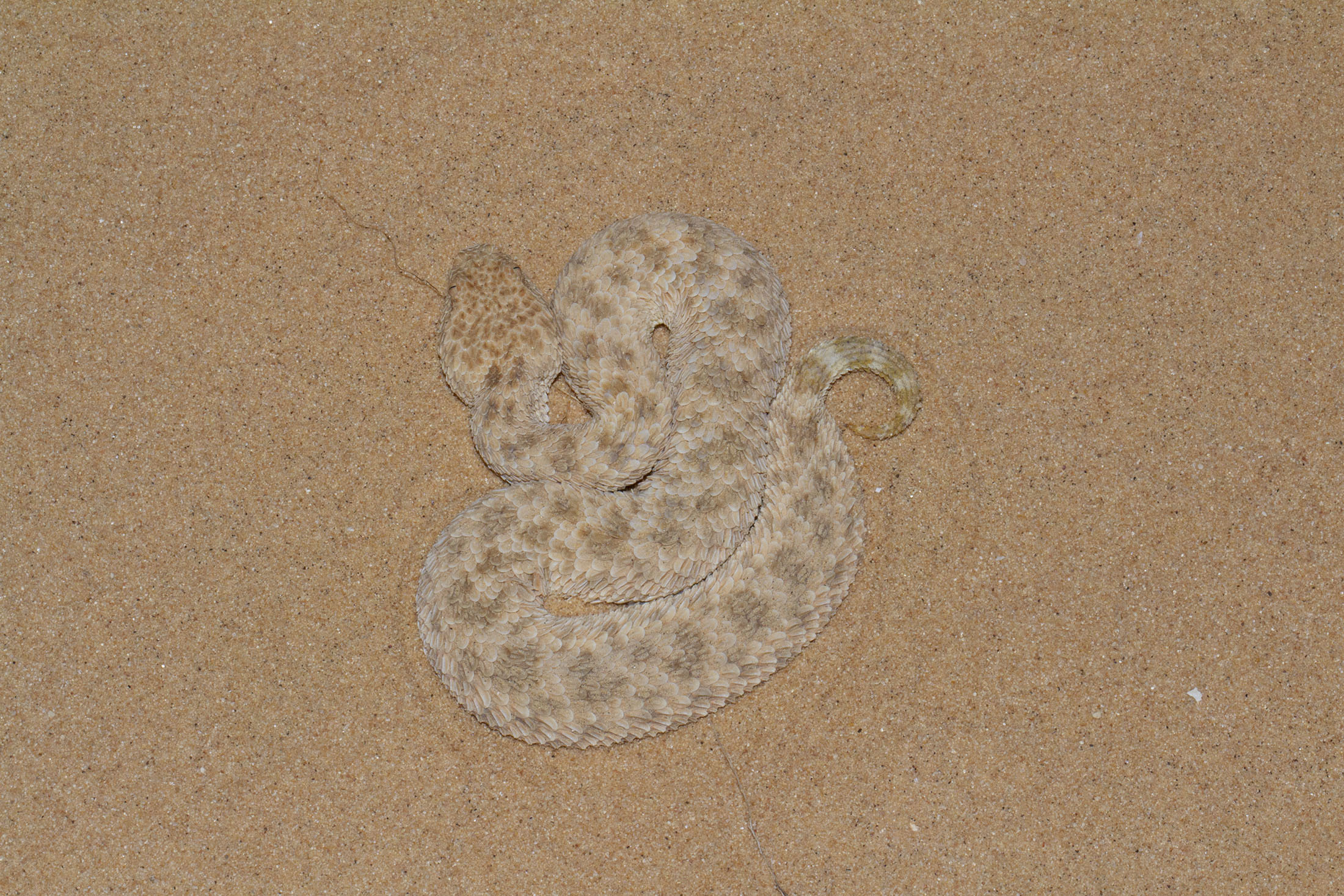 Sahara Sand Viper