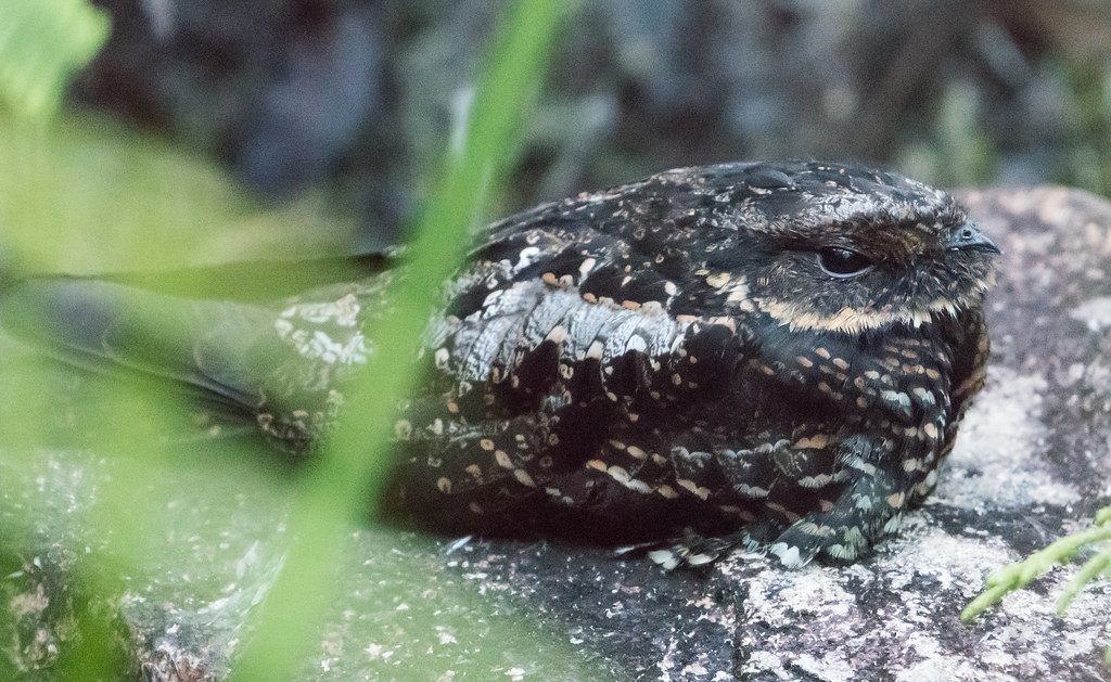 Satanic Nightjar