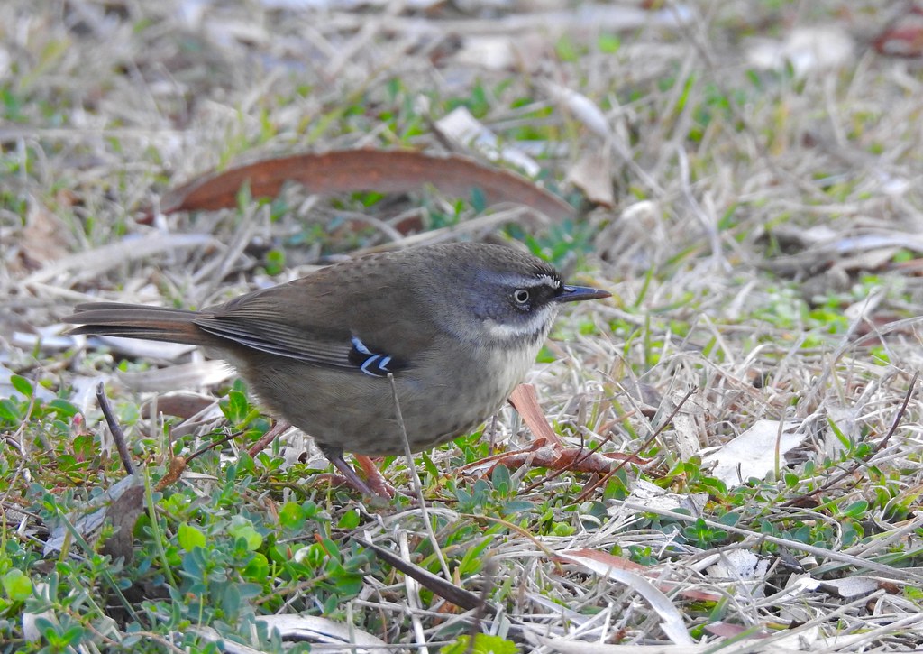 Scrub Wren