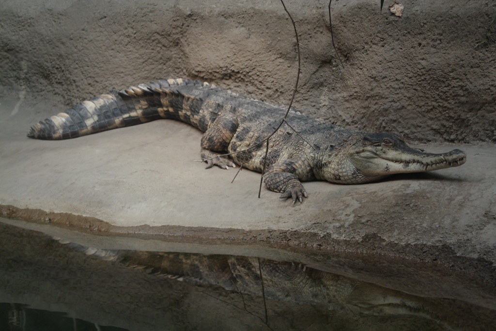 Slender Snouted Crocodile